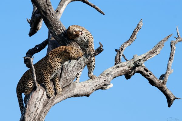 Leopard_27_Connor