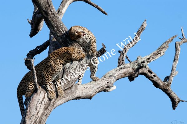 Leopard_27_Connor