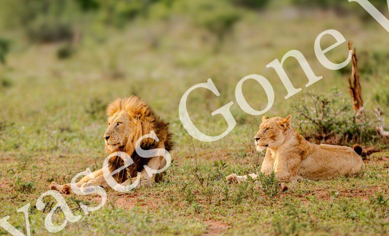 Lion_03_Mark Fox