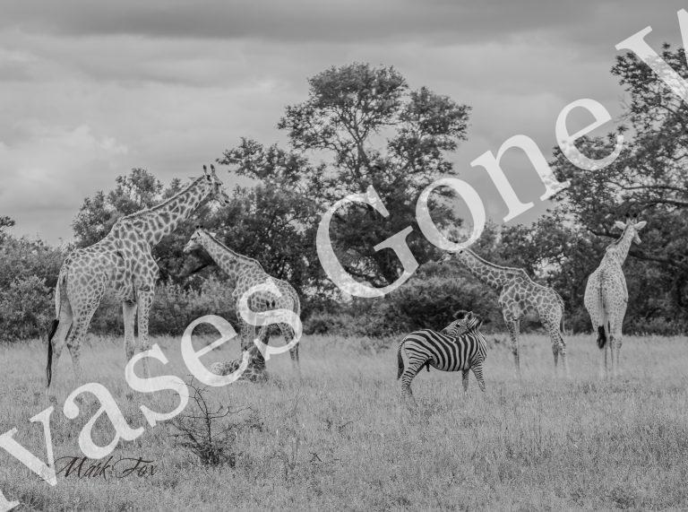 Giraffe_01_Mark Fox