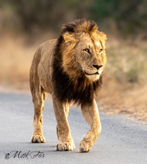 Lion_03_Mark Fox