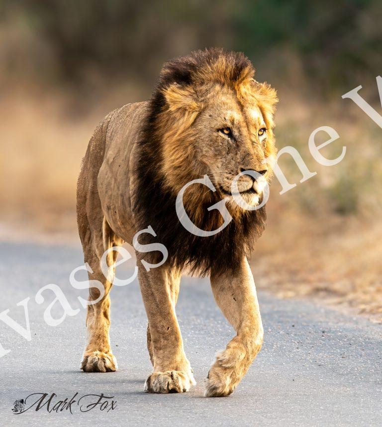 Lion_03_Mark Fox