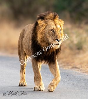 Lion_03_Mark Fox
