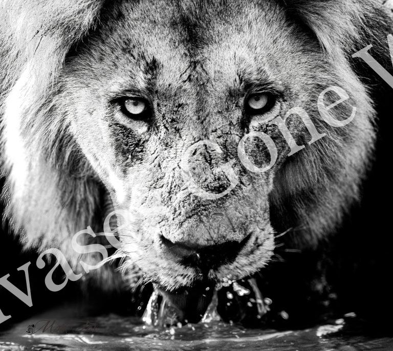 Lion_02_Mark Fox