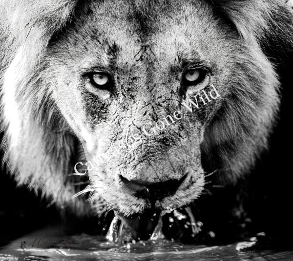 Lion_02_Mark Fox