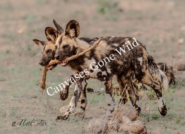 Wild Dog_01_Mark Fox