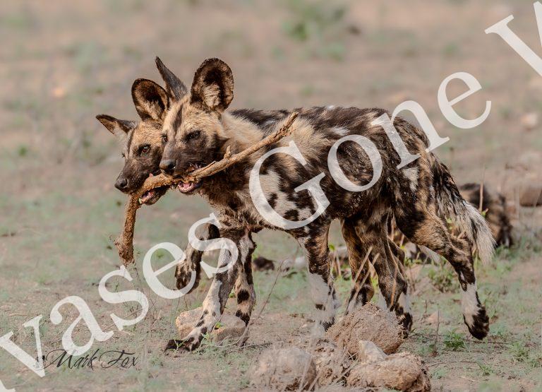 Wild Dog_01_Mark Fox
