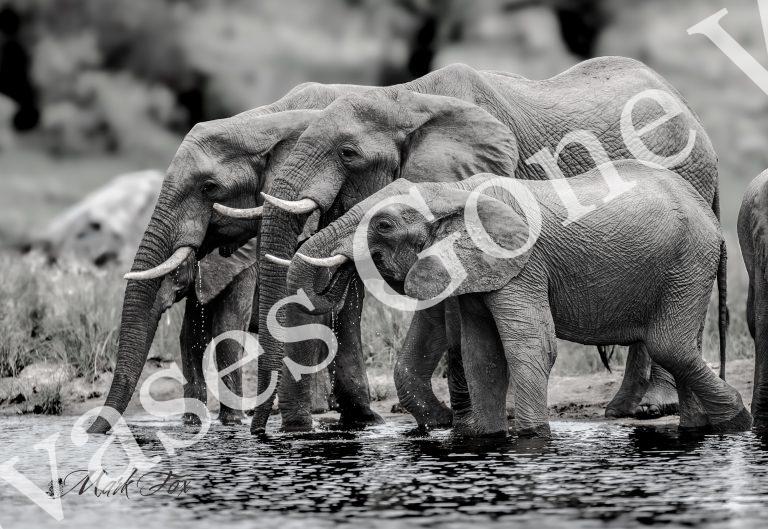Elephant_02_Mark Fox