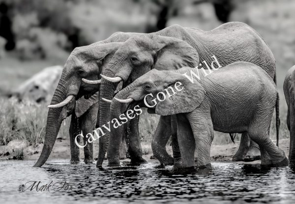 Elephant_02_Mark Fox