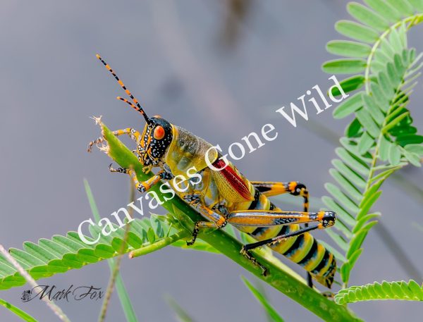 Insect_01_Mark Fox