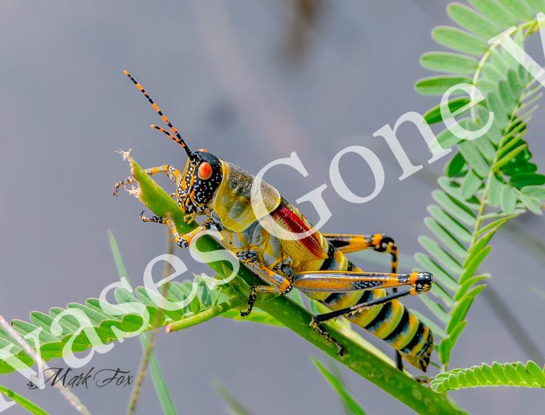 Insect_01_Mark Fox