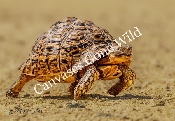 Leopard Tortoise_01_Mark Fox