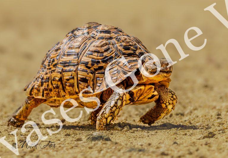 Leopard Tortoise_01_Mark Fox