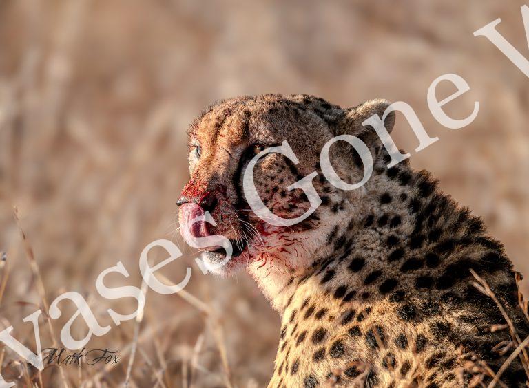 Cheetah_01_Mark Fox