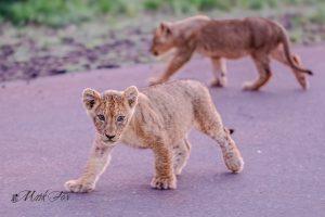 Lion_07_Mark Fox