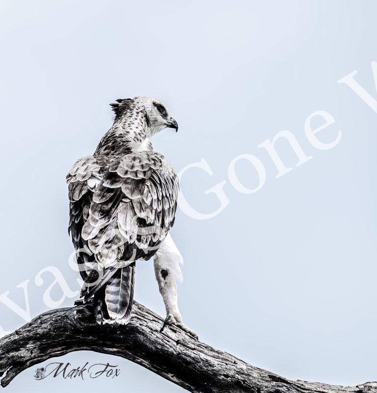 Martial Eagle_01_Mark Fox