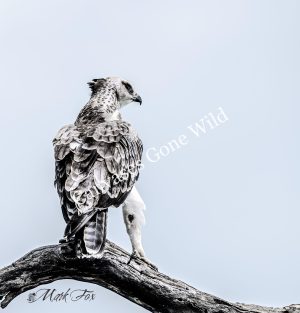 DSC_1937 Martial Eagle_01_Mark Fox