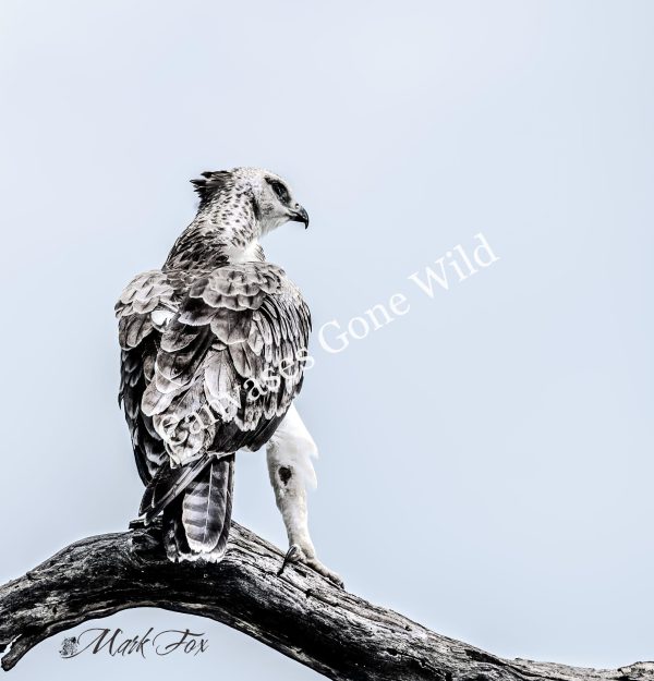 Martial Eagle_01_Mark Fox