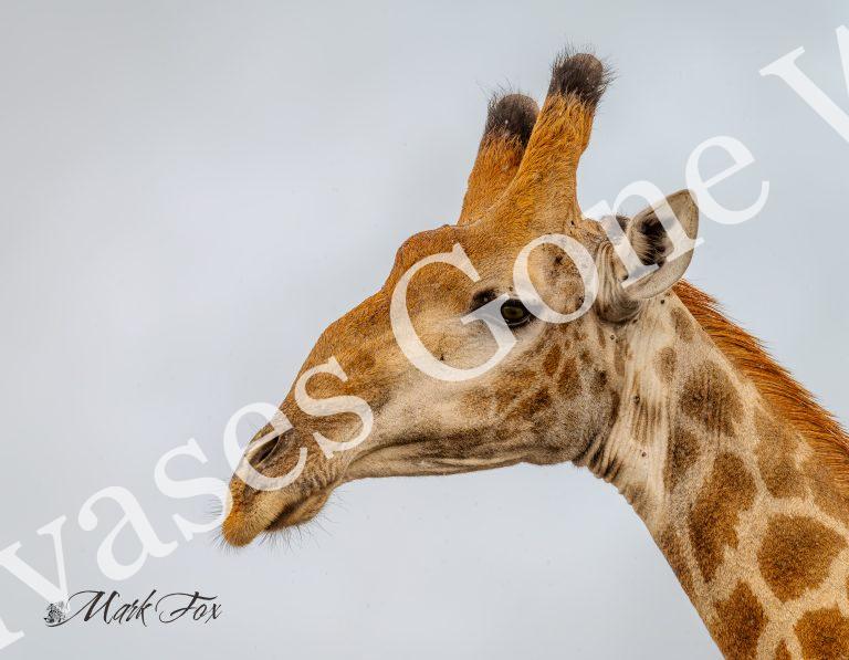 Giraffe_02_Mark Fox
