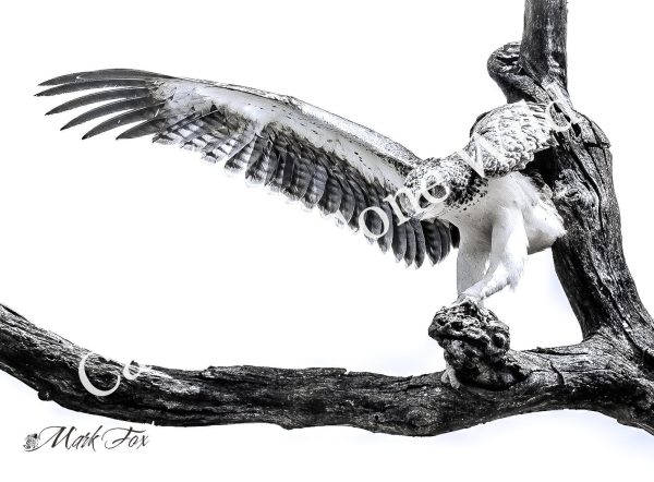 Martial Eagle_02_Mark Fox