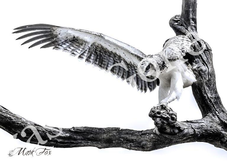 Martial Eagle_02_Mark Fox