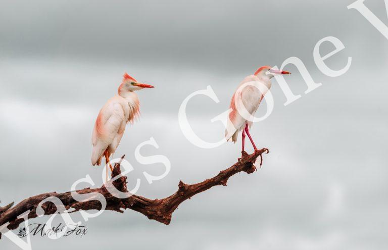 Western Cattle Egret_01_Mark Fox