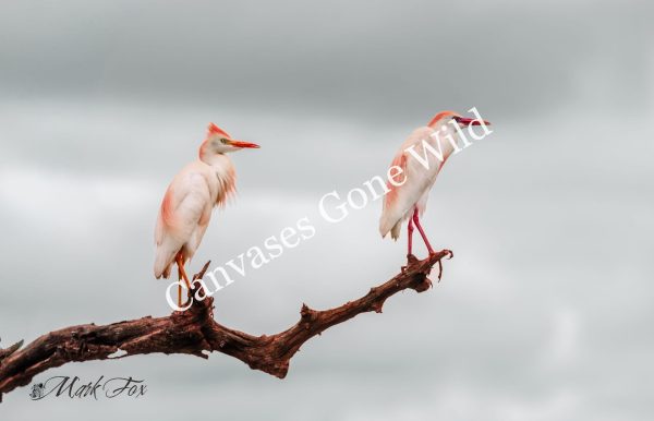 Western Cattle Egret_01_Mark Fox
