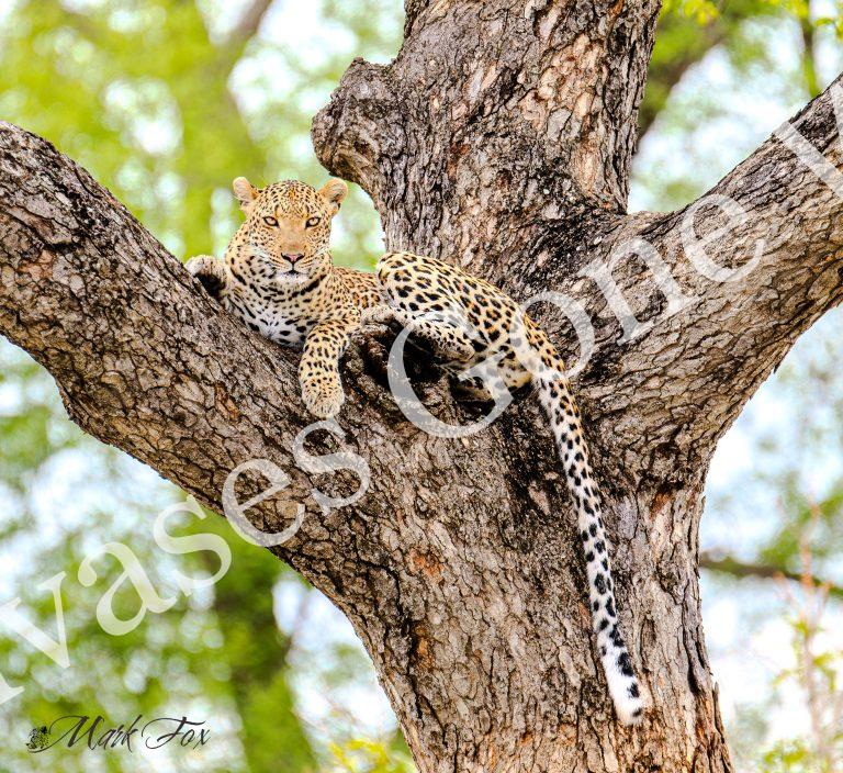 Leopard_04_Mark Fox