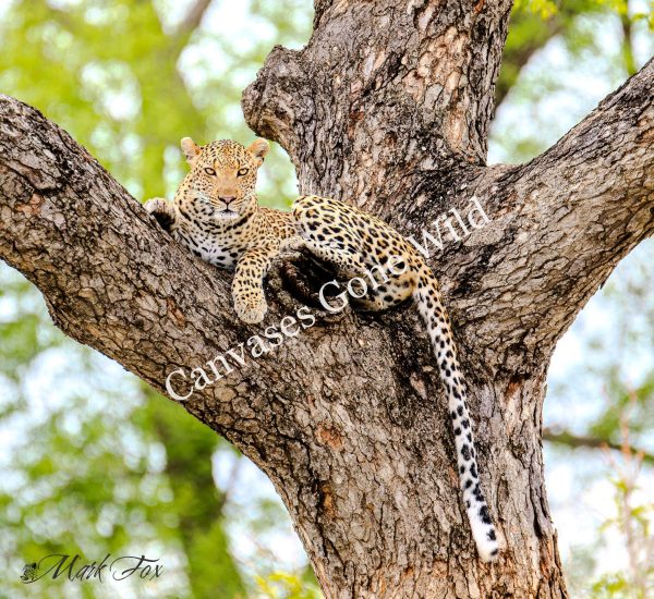 Leopard_04_Mark Fox