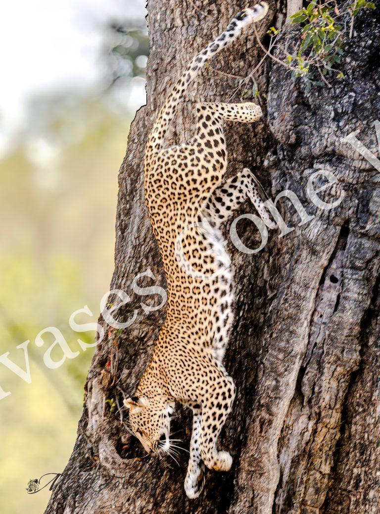 Leopard_07_Mark Fox