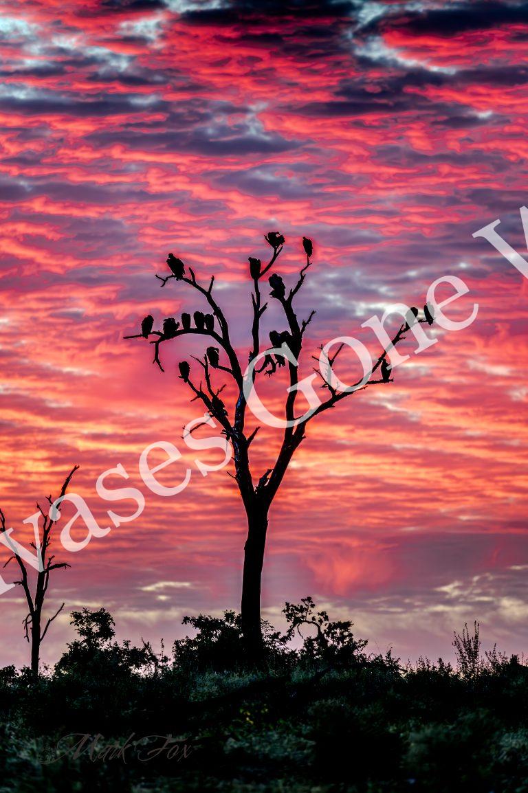 Sunrise_01_Mark Fox