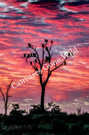 Sunrise_01_Mark Fox