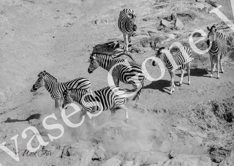 Zebra_01_Mark Fox
