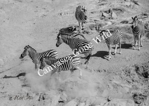 Zebra_01_Mark Fox