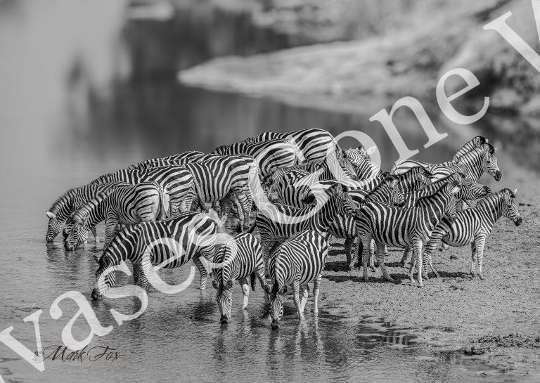 Zebra_02_Mark Fox