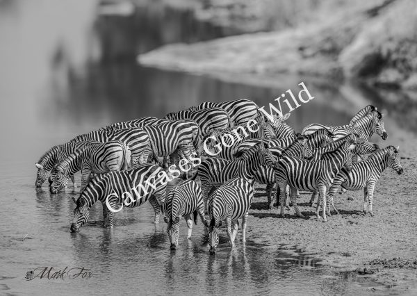 Zebra_02_Mark Fox