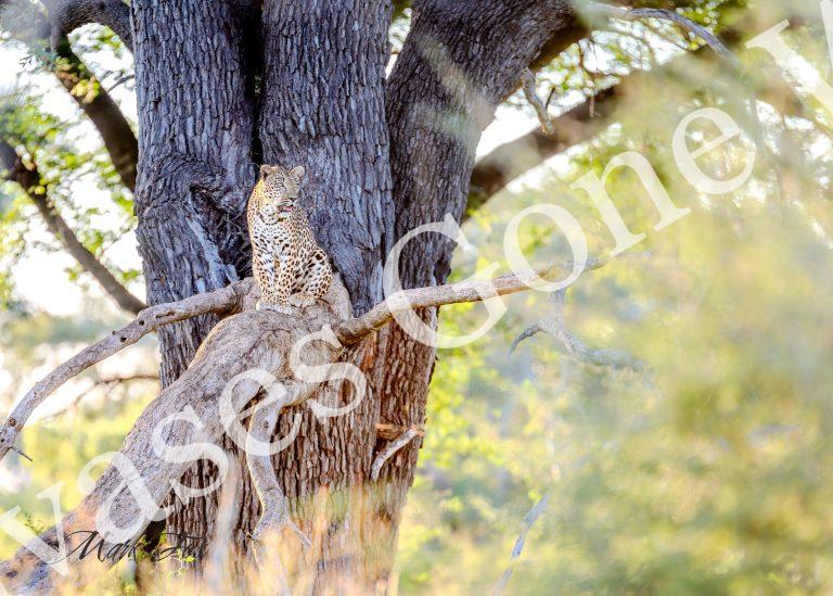Leopard_07_Mark Fox
