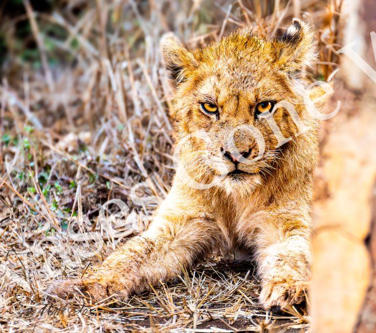 Lion_09_Mark Fox