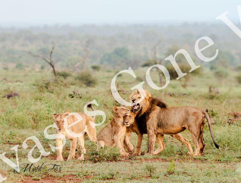 Lion_10_Mark Fox