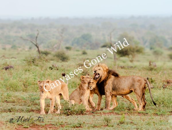 Lion_10_Mark Fox