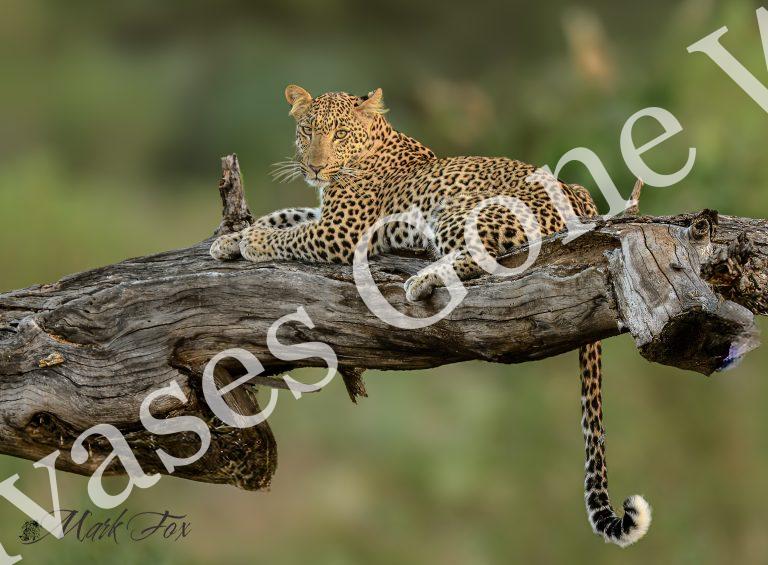 Leopard_05_Mark Fox