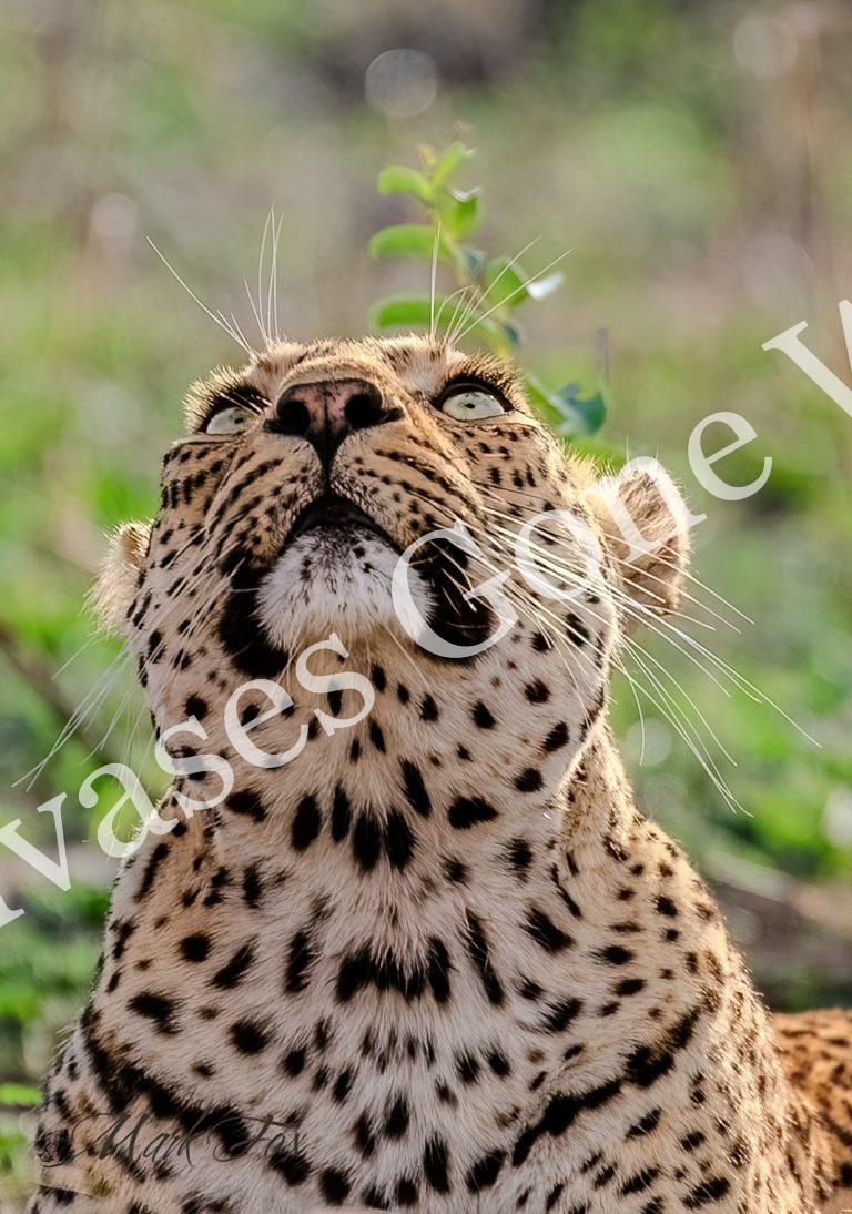 Leopard_08_Mark Fox