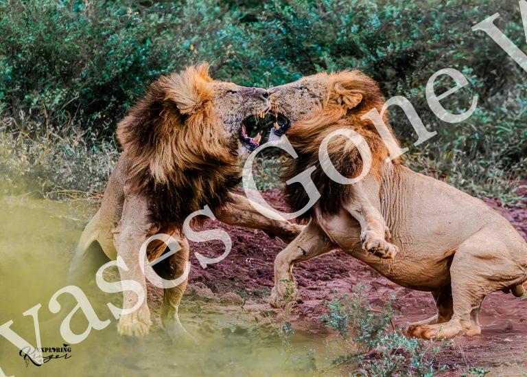 Lion_11_Mark Fox