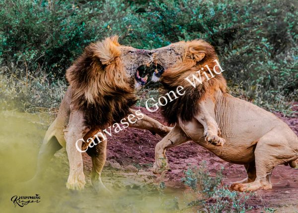 Lion_11_Mark Fox
