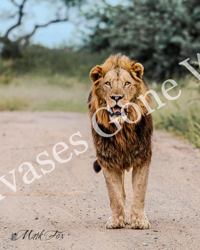 Lion_12_Mark Fox