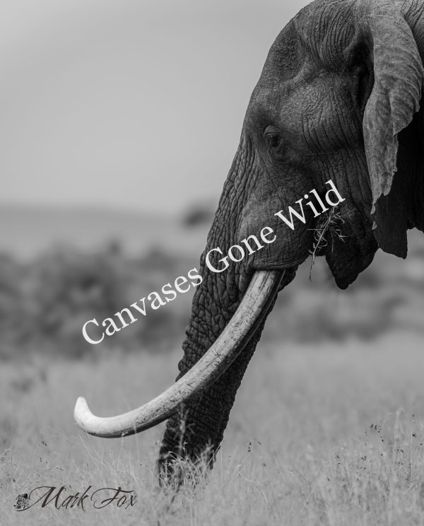Elephant_03_Mark Fox