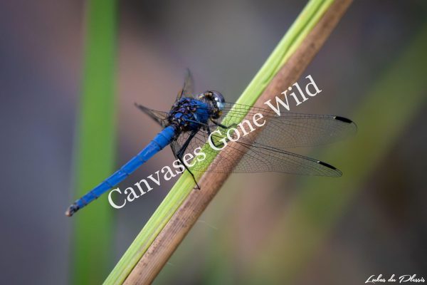 Dragonfly_01_Lukas du Plessis