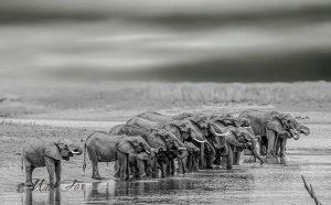 Elephant_04_Mark Fox
