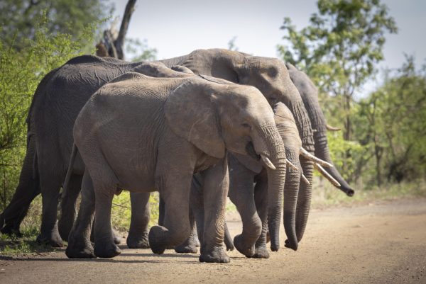 Elephant_03_CGW