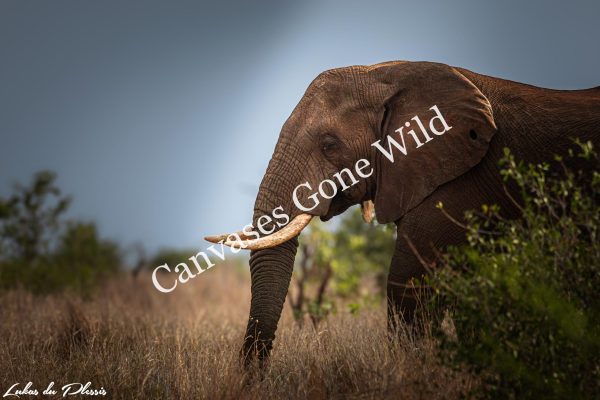 Elephant_03_Lukas du Plessis